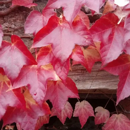 Chioi Bauernhof Barga
